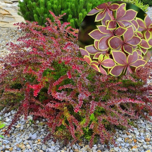 Berberis thunbergii 'Golden Ring' - Thunbergi kukerpuu 'Golden Ring' C2/2L